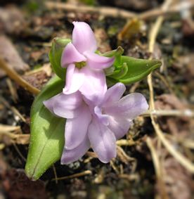 Polygonum hookeri